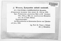 Polyporus rugulosus image